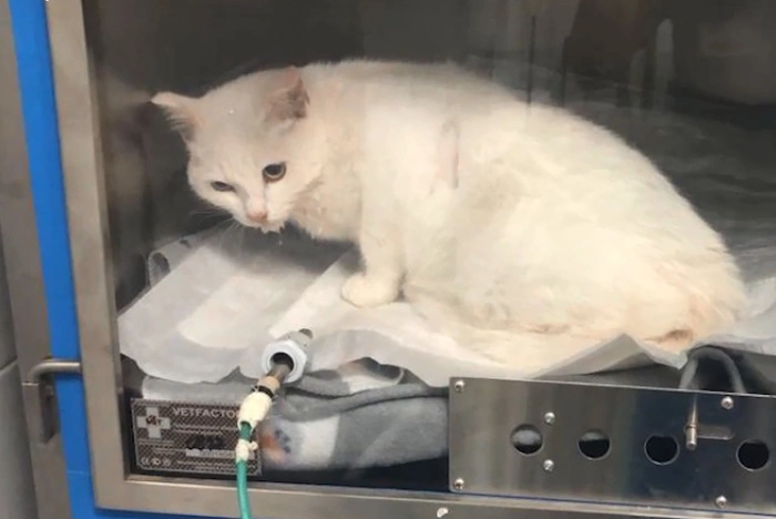 В Свердловской области спасли кота, которого облили водой и выбросили на мороз