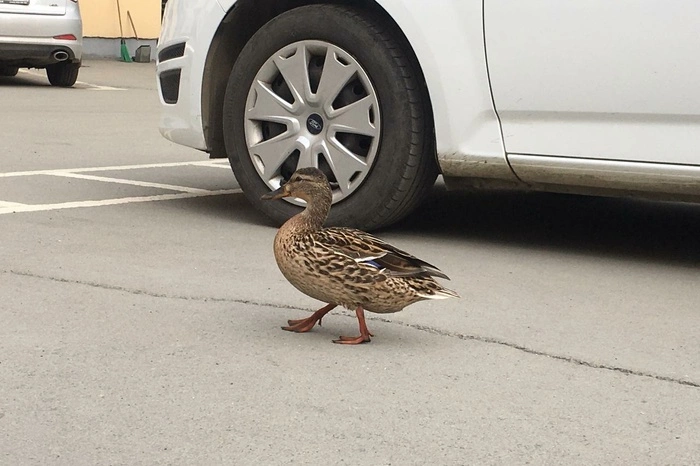 Утка обрадовала свердловских полицейских «рабочим визитом»