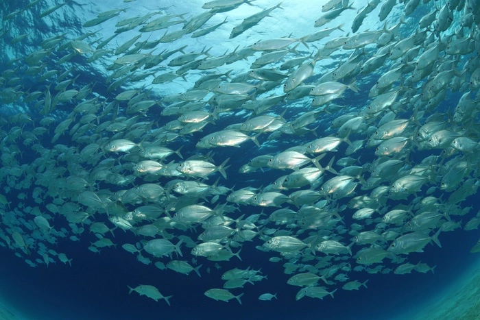 В Тихий океан вернулась скумбрия