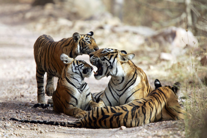 Популяция тигров впервые за столетие увеличилась