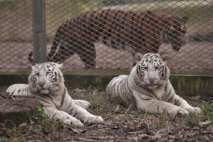 Белые тигры искусали помощника дрессировщика в цирке Волгограда