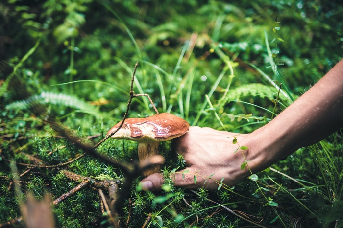 В уральских лесах снова появились грибы