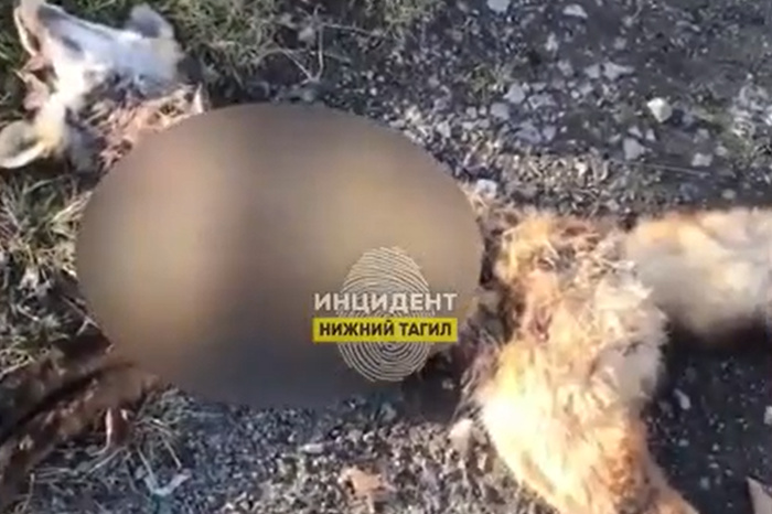 На улице свердловского города нашли истерзанный труп лисы