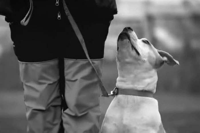 Свердловчанка рассказала о состоянии сына, на которого напали стаффорды