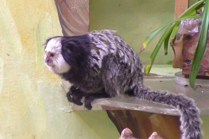 В Екатеринбургский зоопарк приехали Гермионна и Рон Уизли