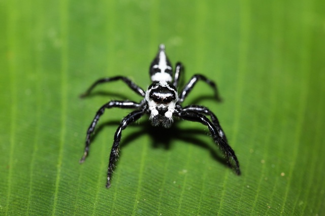 В австралийца через послеоперационный рубец залез паук