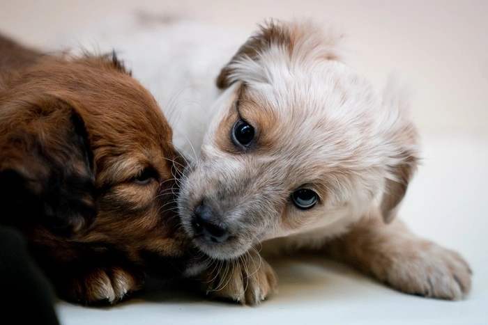 Подростки до смерти забили щенков в селе под Сысертью, «чтоб те не выросли»