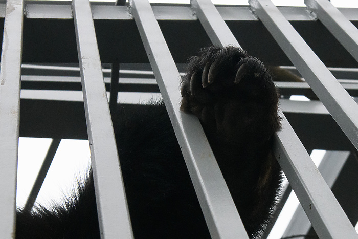 А вы знаете, как выглядит медвежья берлога изнутри?