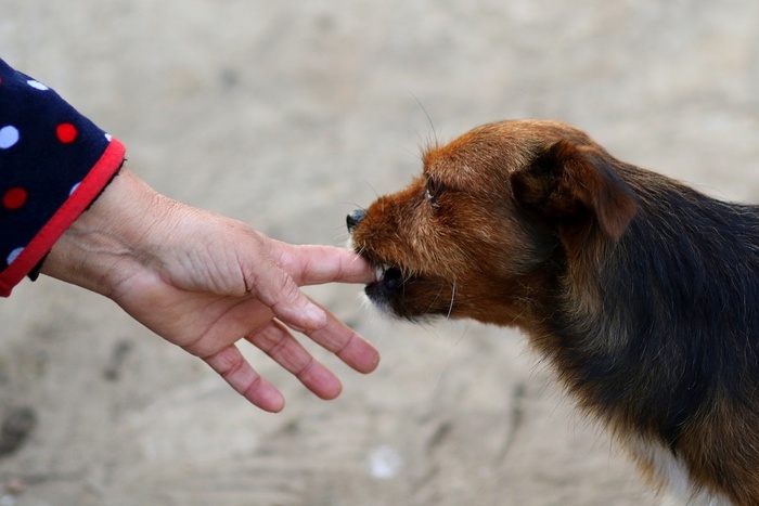 Россиян предложили наказывать за нападение опасных собак на людей