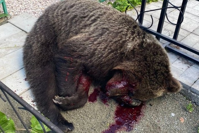 Медведя, замеченного на кладбище Североуральска, застрелили