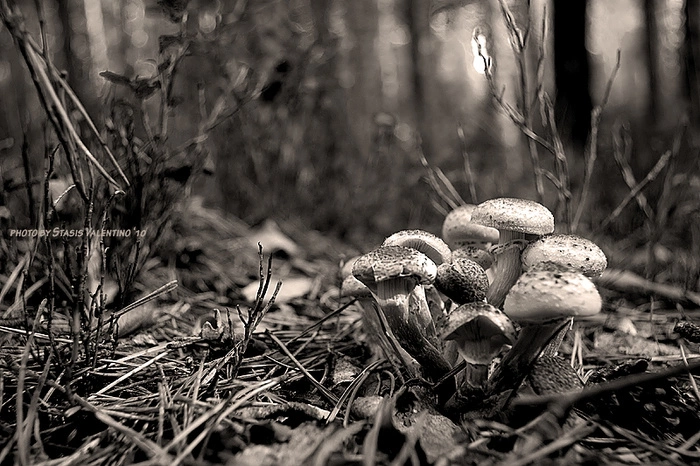 Сезон грибов-галлюциногенов начался на Урале. «Употребляют прямо в электричках»