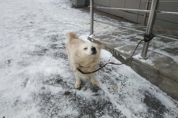 Двое жителей Екатеринбурга продали через Интернет 40 несуществующих щенков