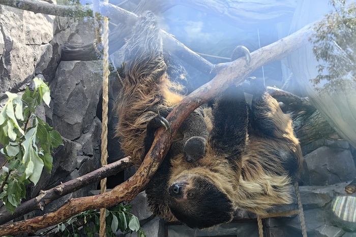 Ленивцы не поленились и размножились