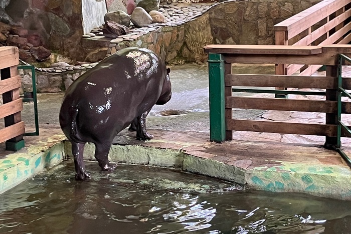 Бегемотиха из Екатеринбурга осталась без жениха из-за санкций