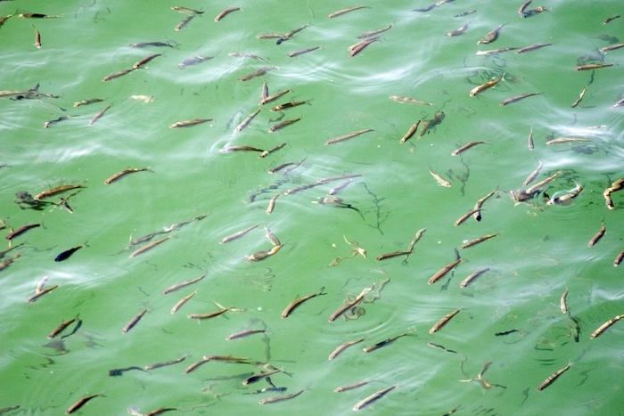 УГМК выпустил в Красноуральское водохранилище молодь сазана