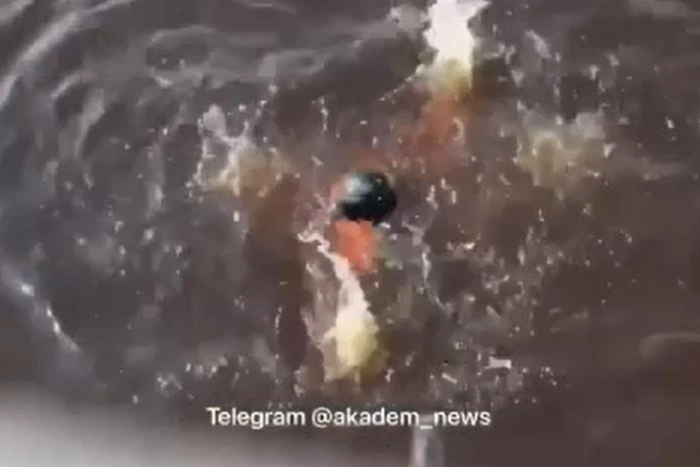 В Академическом едва не утонул ребёнок