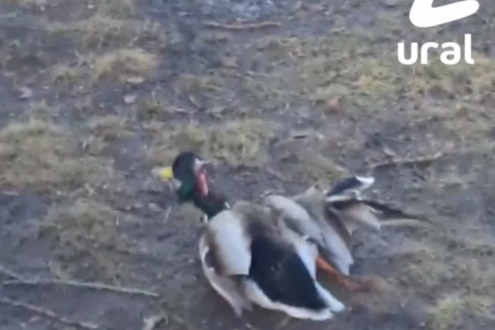 В Екатеринбурге школьница на самокате жестоко проехала по утке и скрылась