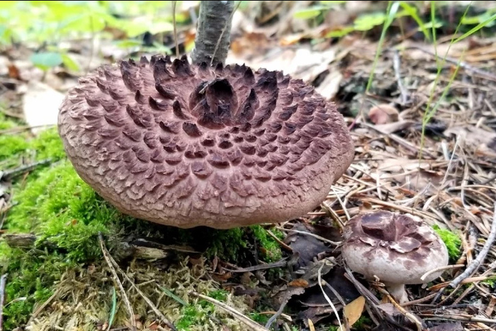 В свердловском лесу нашли гриб с чешуёй