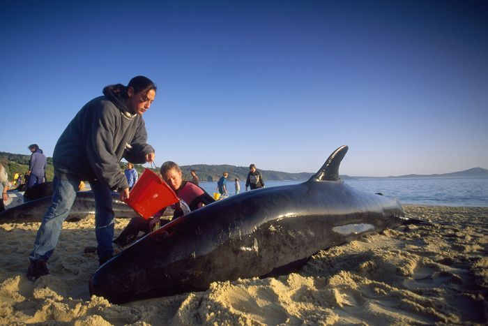 В Новой Зеландии еще около 200 черных дельфинов выбросились на берег