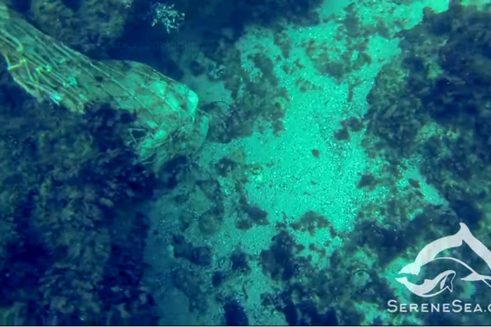 Видео найденных на дне Черного моря убитых дельфинов с камнями на хвостах опубликовали экологи