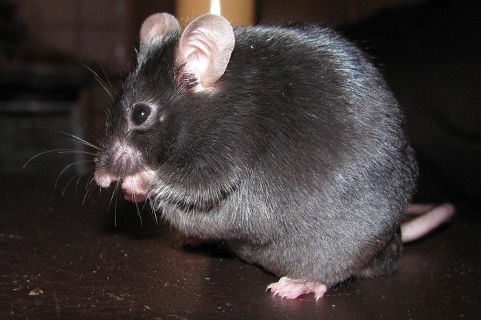 Появилась новая версия об отравлении учеников СУНЦ