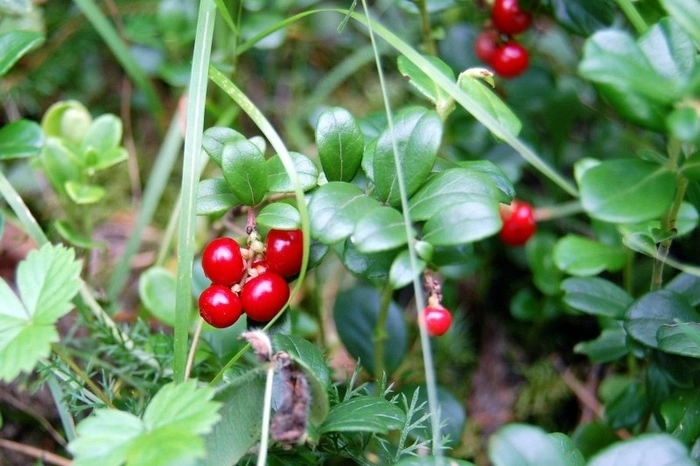 В леса под Сургутом автобусами завозят мигрантов. «Как саранча, все подбирают»