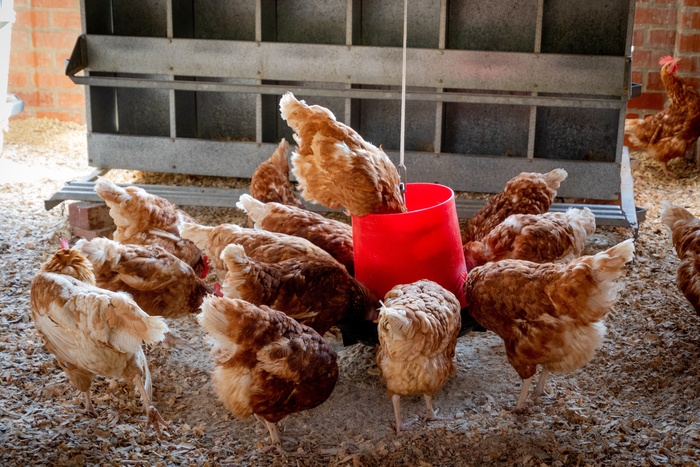 Минсельхоз объяснил подорожание курятины сезонным ростом спроса