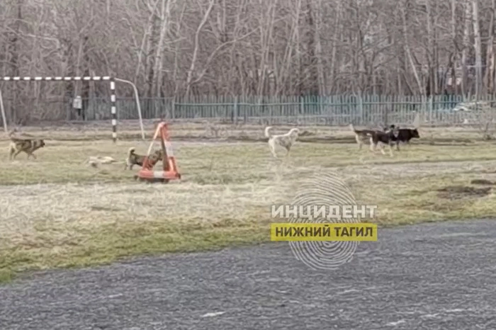 Стая бродячих собак терроризирует свердловских школьников