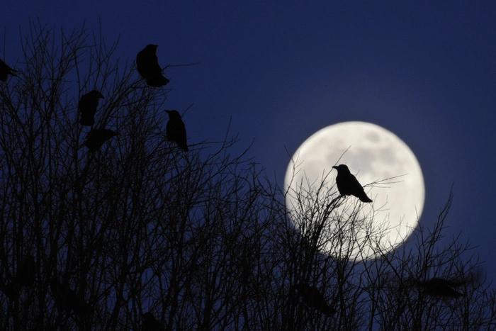 Свердловские следователи подтвердили задержание серийного маньяка