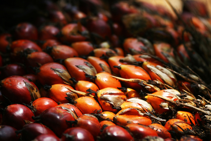Минсельхоз назвал сроки принятия решения по продукции с пальмовым маслом