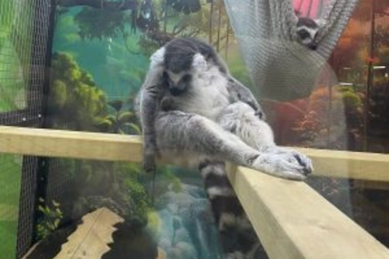 В «Гринвиче» спустя два месяца работы из-за нарушения закрыли выставку животных