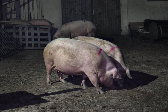 В свиньях начнут выращивать человеческие органы