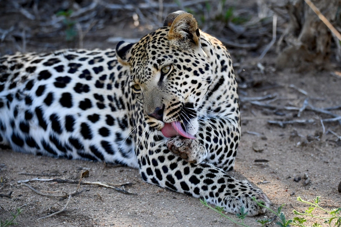 Ягуар сбежал из вольера в красноярском зоопарке