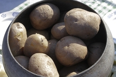 Темпы роста цен на картофель в РФ замедлились