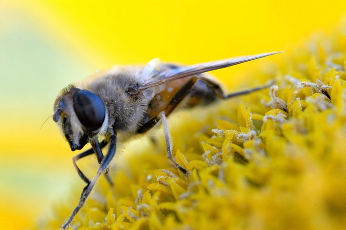 Найден способ размножаться без участия мужского пола