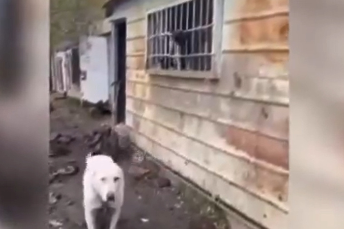 Под Нижним Тагилом обнаружили питомник с ужасными условиями