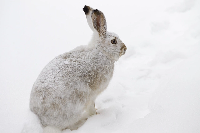 Американскому актеру грозит срок за убийство кролика бывшей девушки