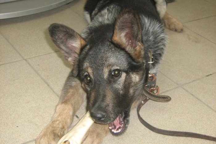 Озвучены предварительные причины смерти животных на черной передержке