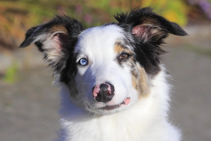 На Урале будут судить мужчину, который забил овчарку на мясо