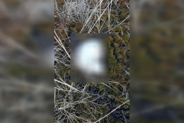 В Екатеринбурге геодезисты нашли в поле человеческий череп