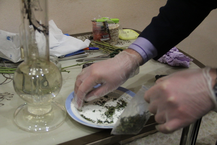 Полицейские задержали свердловчанина, выращивавшего в своей квартире 25 кустов марихуаны