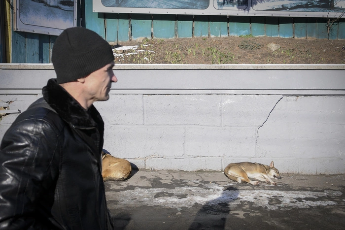 В Нижнем Тагиле на молодую маму с ребенком напала стая собак