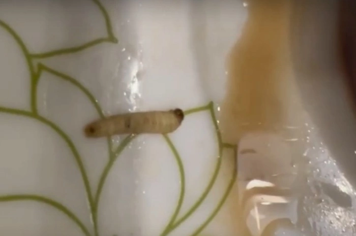 Уралочке доставили роллы с червями