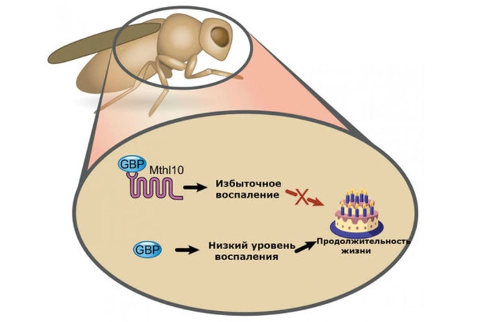 Защитные системы организма сокращают продолжительность жизни