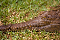 В Первоуральске на берегу реки нашли очередного крокодила