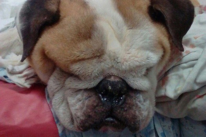 В Екатеринбурге семья выбросила больного бульдога умирать на мороз