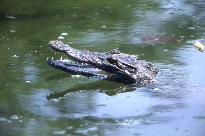 В Зимбабве крокодилы съели священника, подражавшего Иисусу Христу