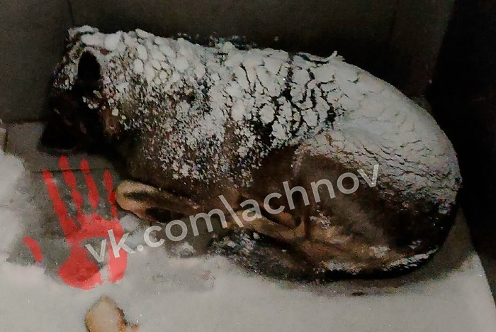 На Урале из известной пиццерии уволили сотрудника, согревшего дворняжку