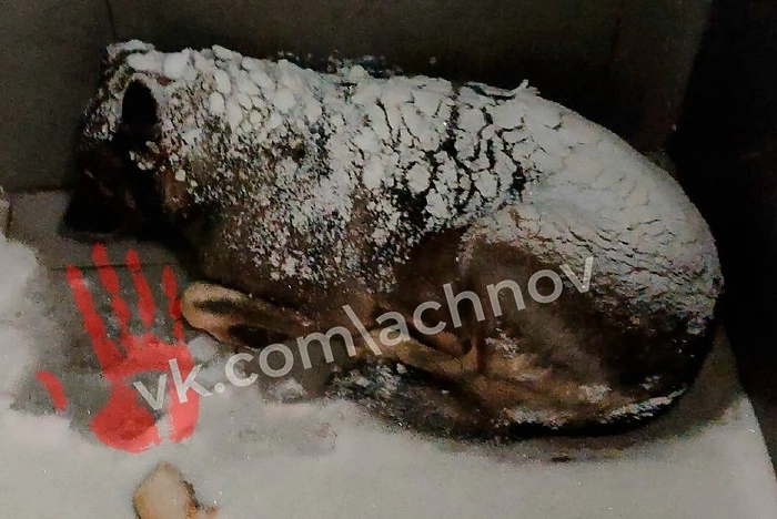 На Урале из известной пиццерии уволили сотрудника, согревшего дворняжку