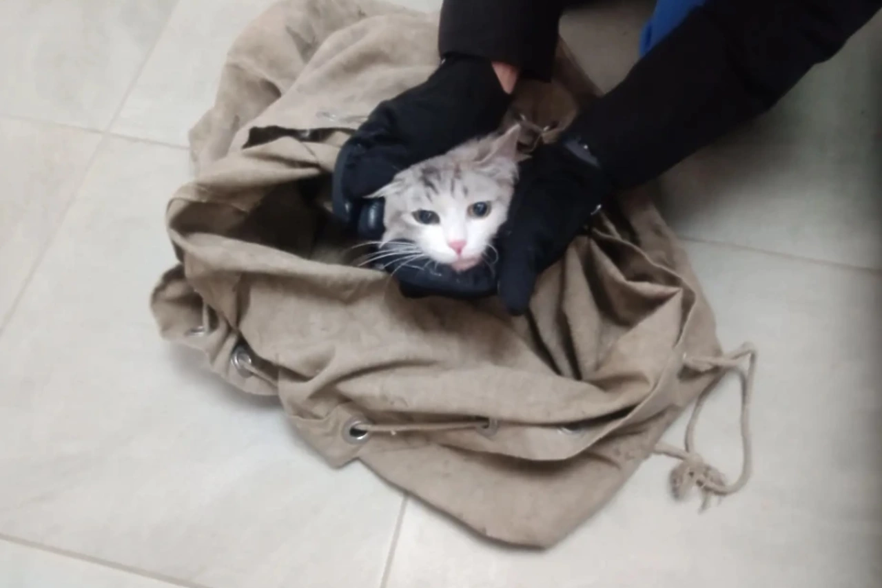 В Екатеринбурге зоозащитники спасли кота, который два дня просидел на дереве